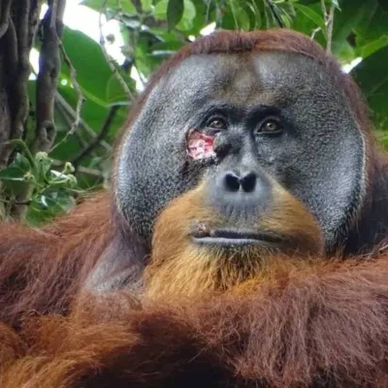 Rakus, el orangután que se curó a sí mismo