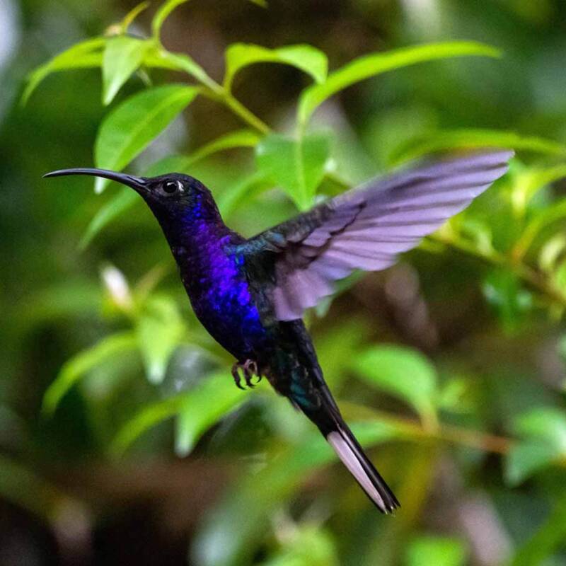 Redescubren a un colibrí que se consideraba extinto desde 2010
