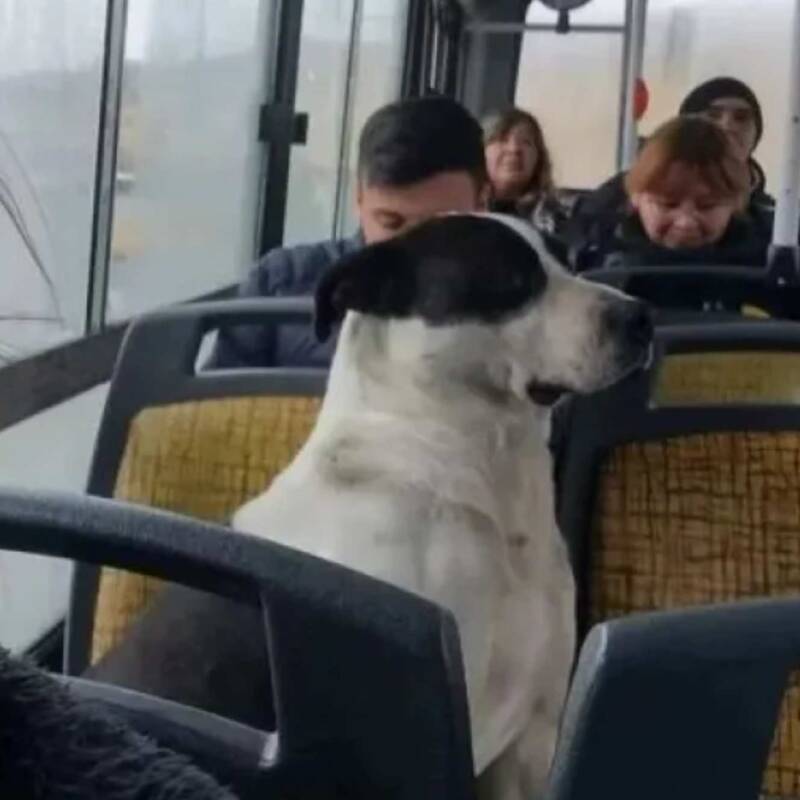 Santa Fe permitirá que las mascotas viajen en transporte público