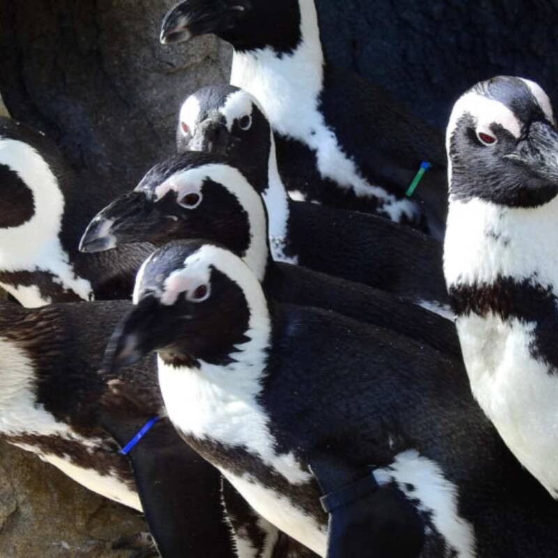 Sudáfrica prohíbe la pesca comercial por 10 años para proteger a los pingüinos