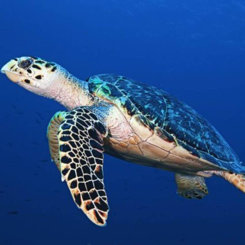 Tortugas Marinas muestran un avance en su recuperación