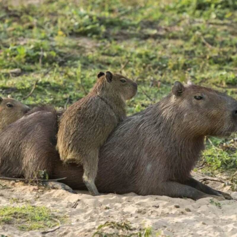 Trasladarán a los carpinchos de Nordelta tras la muerte de 43 ejemplares