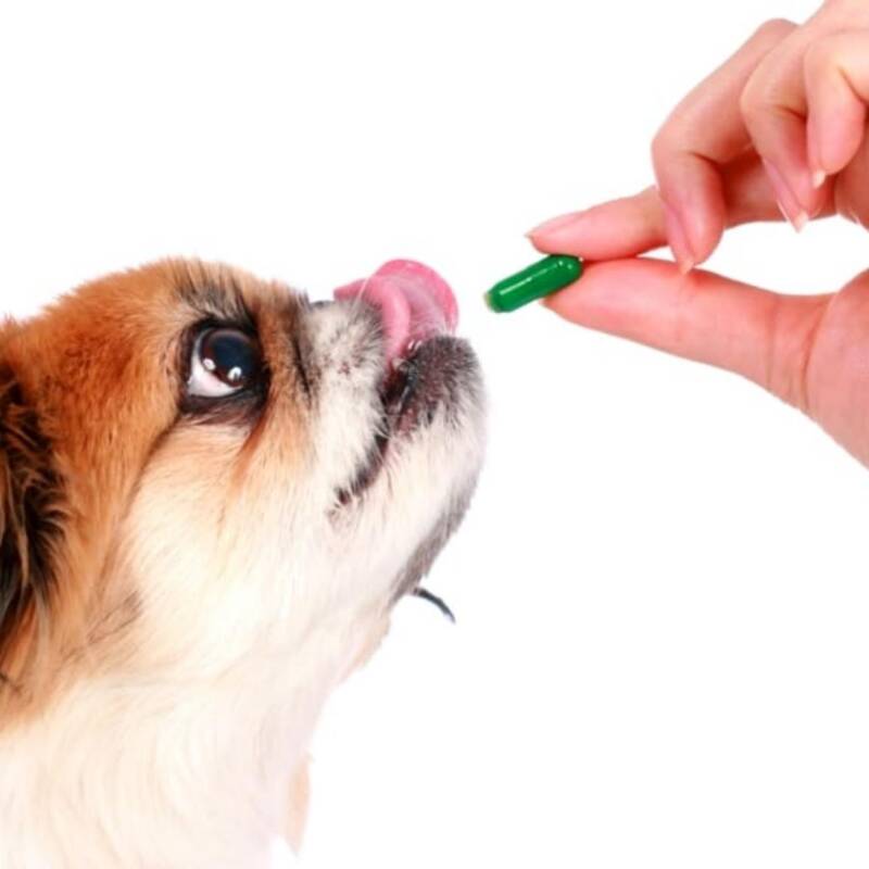 Un fármaco para perros promete alargar su vida