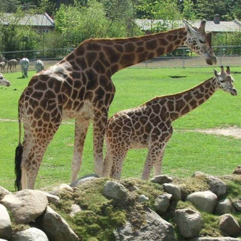 Un zoológico pide donar mascotas pequeñas para alimentar a sus depredadores