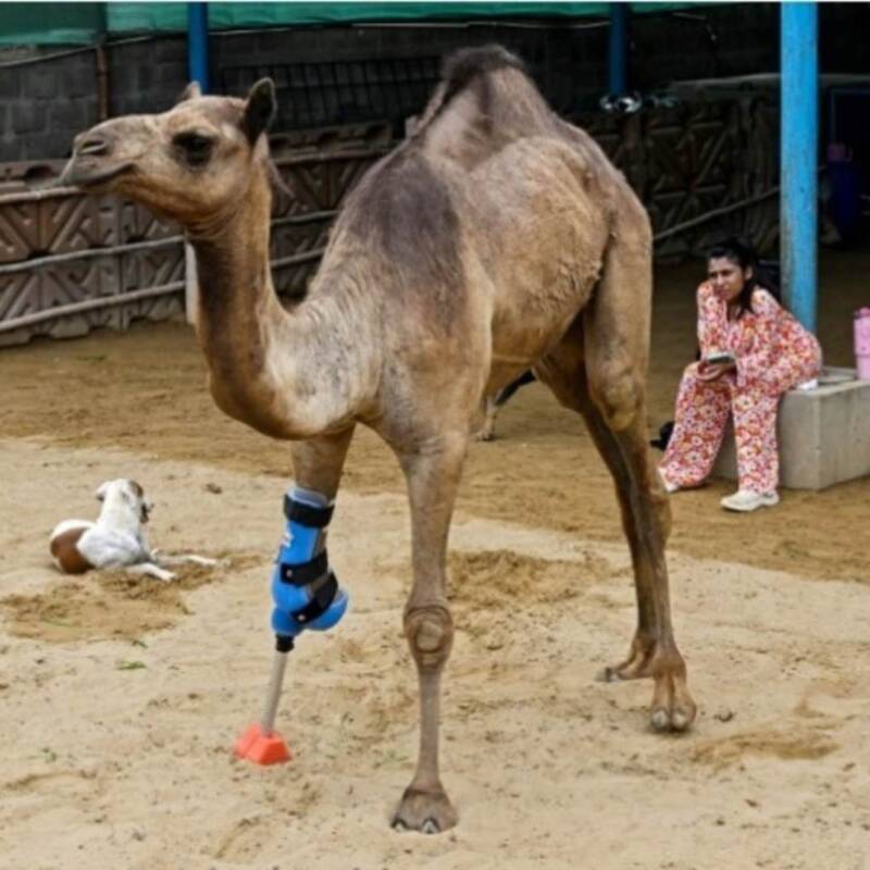 Una camella volvió a caminar gracias a una prótesis