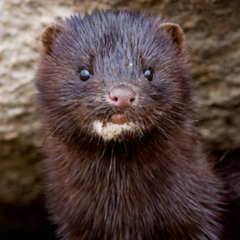 Una invasión en la Patagonia argentina lleva a usar la eutanasia