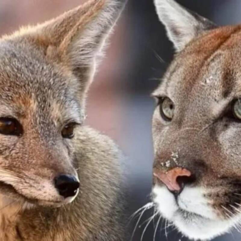Una provincia argentina prohíbe la caza de pumas y zorros