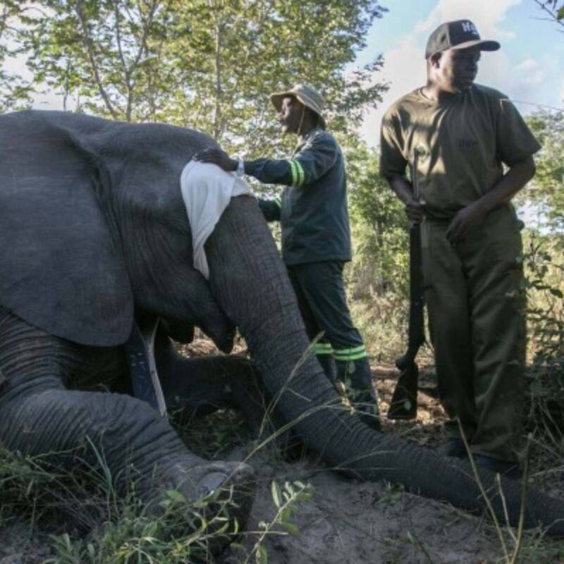 Zimbabue implementa tecnología GPS para reducir los conflictos entre elefantes y comunidades rurales