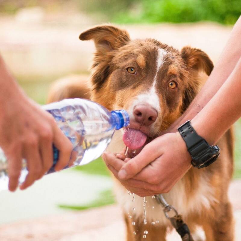 Cómo proteger a los perros y gatos durante la ola de calor