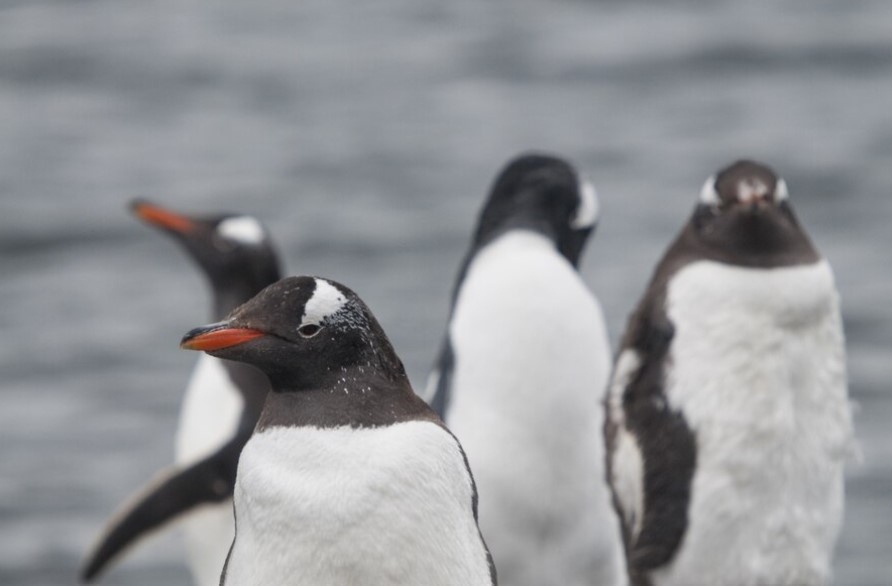 cuatro pinguinos